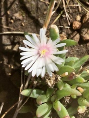 Delosperma carterae