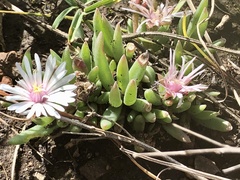 Delosperma carterae