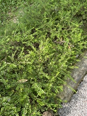 Phyllanthus myrtifolius