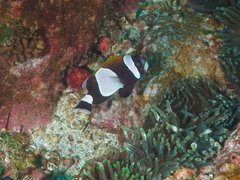 Amphiprion latezonatus