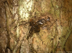 Loxoneuroides varipennis