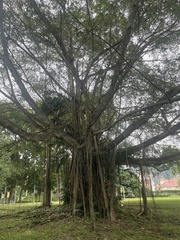 Ficus microcarpa