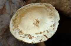 Tricholoma odorum