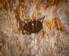 Episcaphula tamburinea