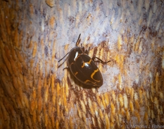 Episcaphula tamburinea