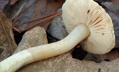 Tricholoma odorum