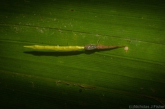 Miagrammopes flavus