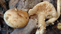 Tricholoma odorum