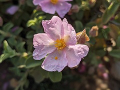 Cistus parviflorus