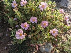 Cistus parviflorus