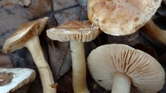 Tricholoma odorum