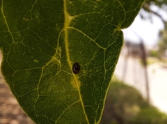 Insecta