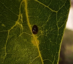 Insecta