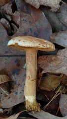 Tricholoma odorum