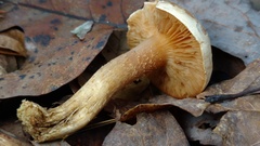 Tricholoma odorum
