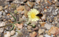 Bombylius fimbriatus