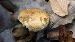 Tricholoma odorum