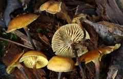 Xeromphalina cauticinalis pubescentipes