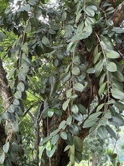 Ficus elastica