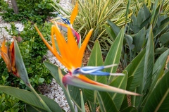 Strelitzia