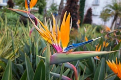 Strelitzia