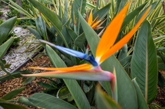 Strelitzia