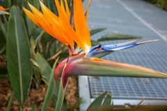 Strelitzia