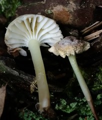 Mycena epipterygia