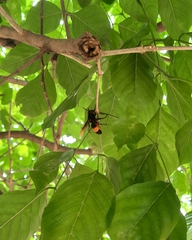 Vespa tropica