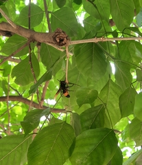 Vespa tropica