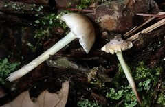 Mycena epipterygia