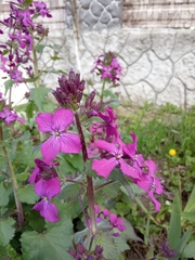 Lunaria