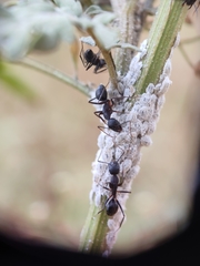 Camponotus compressus