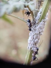 Camponotus compressus