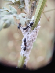 Camponotus compressus