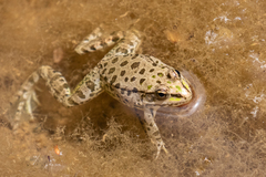 Pelophylax kurtmuelleri