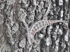 Sceloporus olivaceus