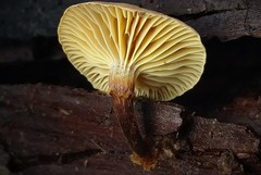 Xeromphalina cauticinalis pubescentipes