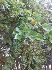 Maclura pomifera