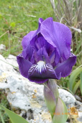 Iris bicapitata