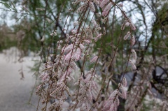 Tamarix