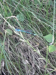 Argia nahuana