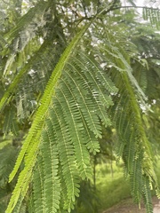 Delonix regia