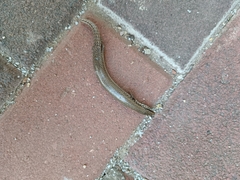 Chalcides ocellatus