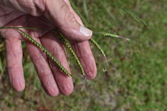 Urochloa eminii