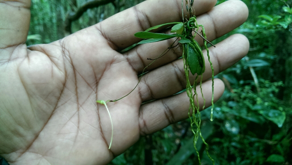 Angraecum ochraceum (Ridl.) Schltr. 2
