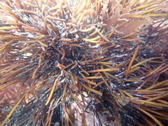 Furcellaria lumbricalis