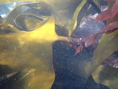 Laminaria hyperborea