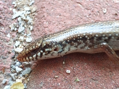 Chalcides ocellatus