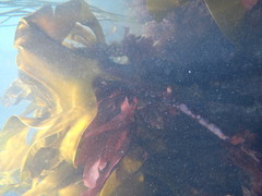 Laminaria hyperborea